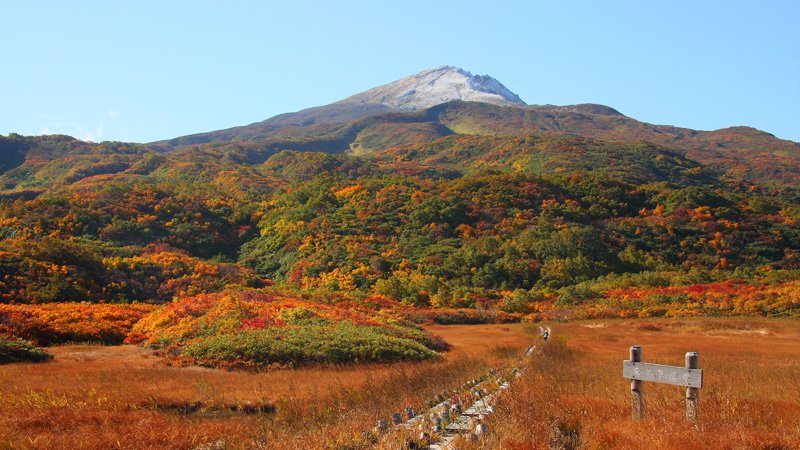 本荘グランドホテルから車で約60分：鳥海山の標高1170ｍに位置し多彩な高山植物が自生する「竜ヶ原湿原」の木道風景